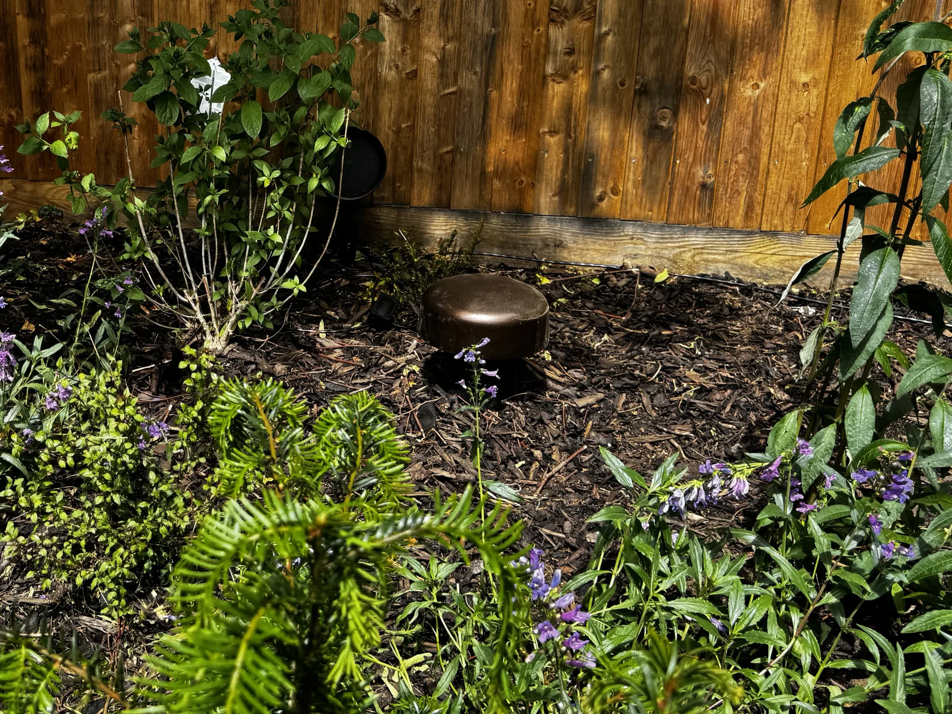 Origin Acoustic landscape speaker nestled in a garden border, virtually invisible among the planting